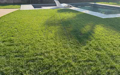Photo of Niki B.'s yard after getting lawn care in Patterson, CA