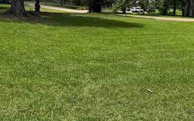 Photo of Chris L.'s yard after getting lawn care in Santa Clarita, CA