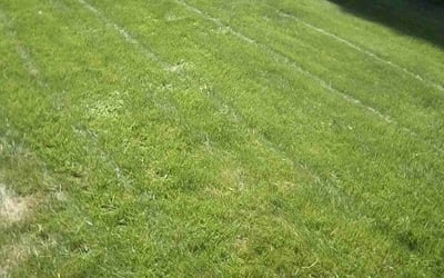 Photo of Monica M.'s yard after getting lawn care in Safety Harbor, FL