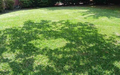 Photo of Zach F.'s yard after getting lawn care in Redding, CA