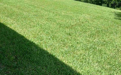 Photo of Devin G.'s yard after getting lawn care in Roy, UT