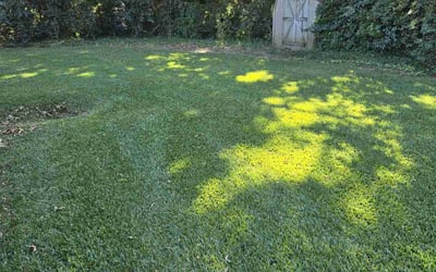 Photo of Jordan B.'s yard after getting lawn care in Virginia Beach, VA