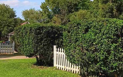Photo of Denesha G.'s yard after getting lawn care in Randallstown, MD