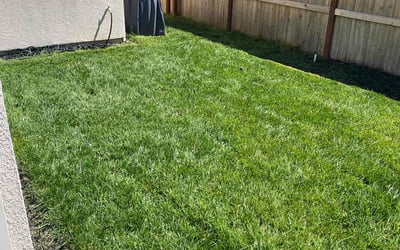 Photo of Nick K.'s yard after getting lawn care in Roseville, CA