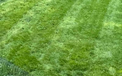 Photo of Esmie B.'s yard after getting lawn care in Arlington, MA