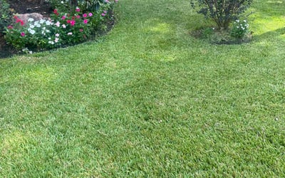 Photo of Rebecca M.'s yard after getting lawn care in Montgomery, TX