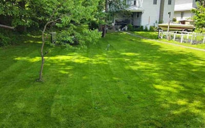 Photo of Alysia B.'s yard after getting lawn care in Moscow, PA