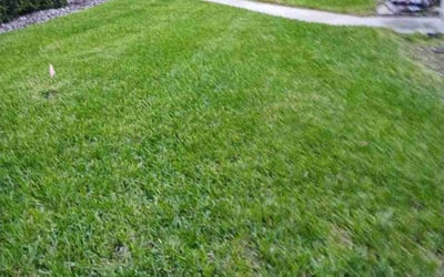 Photo of Chris c.'s yard after getting lawn care in Lithia, FL