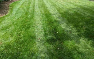 Photo of Richard Y.'s yard after getting lawn care in Lakewood, CA