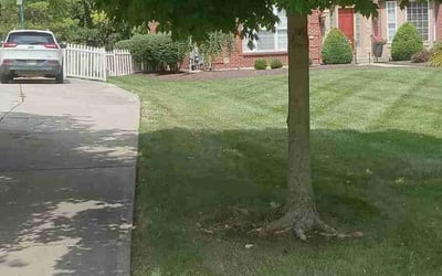 Photo of Jay J.'s yard after getting tree care in Springboro, OH