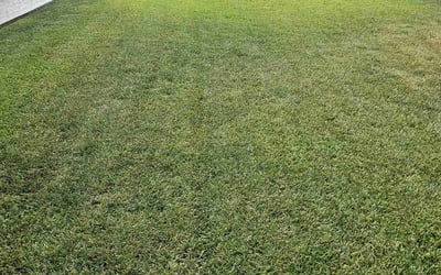 Photo of Dominique C.'s yard after getting lawn care in Arlington, TX