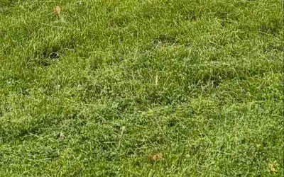 Photo of Ala M.'s yard after getting lawn care in Midlothian, IL