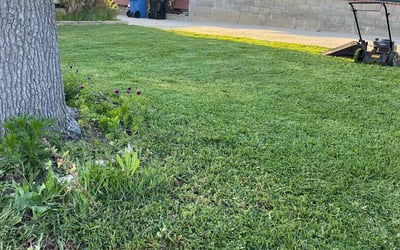 Photo of Noreen M.'s yard after getting lawn care in La Canada Flintridge, CA