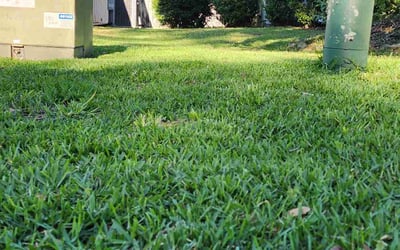 Photo of Vanee K.'s yard after getting lawn care in Blanchard, OK