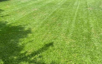 Photo of Dawn W.'s yard after getting lawn care in Dover, PA