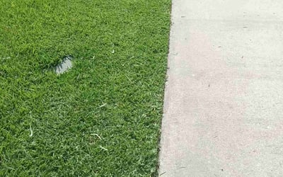 Photo of Dina M.'s yard after getting lawn care in Waynesville, NC