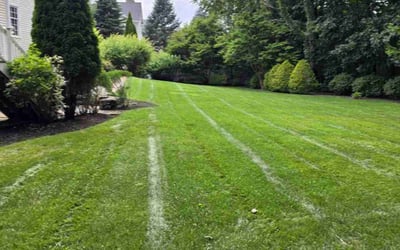 Photo of Marie W.'s yard after getting lawn care in Sudbury, MA