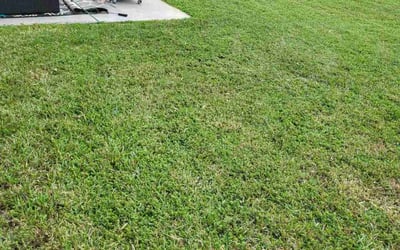 Photo of Rob M.'s yard after getting lawn care in Canby, OR