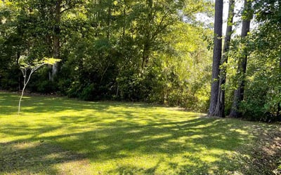 Photo of Terrance S.'s yard after getting lawn care in Moncks Corner, SC