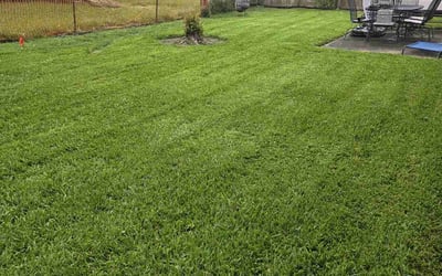Photo of Karyn B.'s yard after getting lawn care in Missouri City, TX