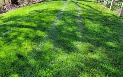 Photo of Mark P.'s yard after getting lawn care in Brunswick, MD