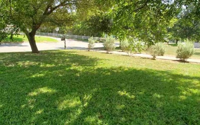 Photo of John H.'s yard after getting lawn care in Taylor, TX