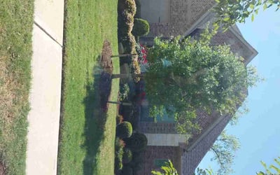 Photo of Jerry M.'s yard after getting lawn care in Danville, CA