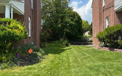 Photo of Taylor P.'s yard after getting lawn care in Drexel Hill, PA