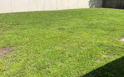 Photo of Mario P.'s yard after getting lawn care in Antioch, TN