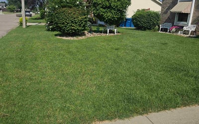 Photo of Dominique C.'s yard after getting lawn care in Arlington, TX