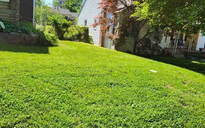 Photo of Vanessa S.'s yard after getting lawn care in Affton, MO