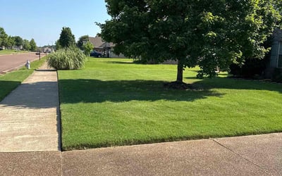 Photo of Danielle S.'s yard after getting lawn care in Memphis, TN