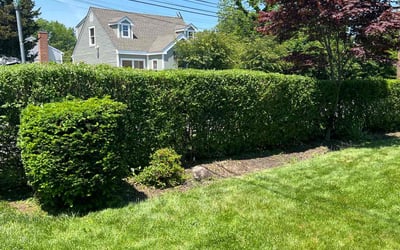 Photo of Dorothy C.'s yard after getting lawn care in San Jose, CA