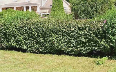 Photo of Cara G.'s yard after getting lawn care in Beacon, NY
