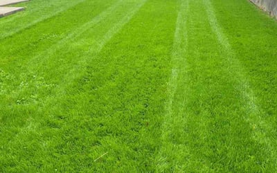 Photo of Rowena P.'s yard after getting lawn care in Absecon, NJ