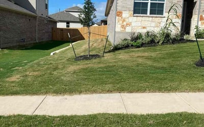 Photo of David R.'s yard after getting lawn care in San Marcos, TX