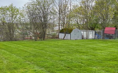 Photo of Cathy T.'s yard after getting lawn care in Canastota, NY