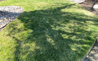 Photo of Scott R.'s yard after getting lawn care in San Leandro, CA