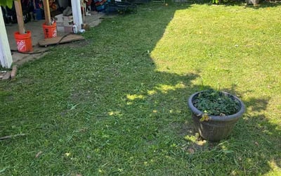 Photo of Kira G.'s yard after getting lawn care in Reseda, CA