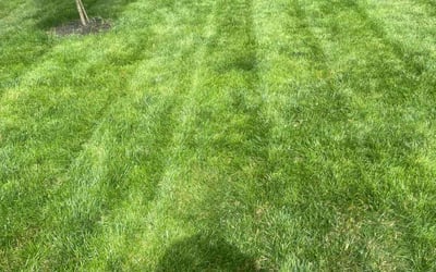 Photo of Jeanne Marie E.'s yard after getting lawn care in Burns, TN