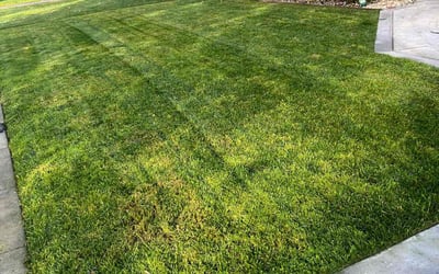 Photo of Becky B.'s yard after getting lawn care in Redwood City, CA