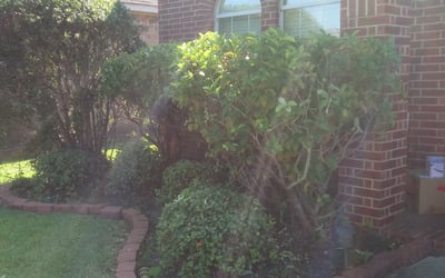 Photo of Christopher H.'s yard after getting tree care in Chapel Hill, NC