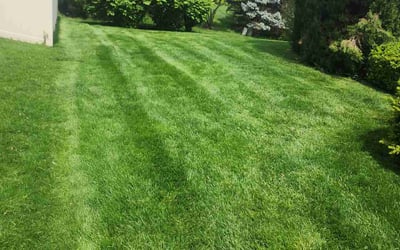 Photo of Beth H.'s yard after getting lawn care in Darien, IL