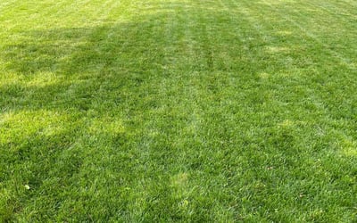 Photo of Hans A.'s yard after getting lawn care in Upper Darby, PA