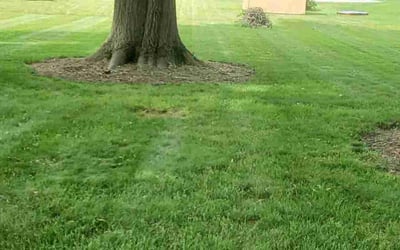 Photo of Jasmine T.'s yard after getting lawn care in North Canton, OH