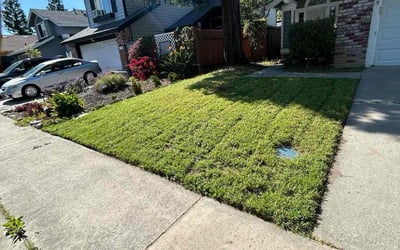 Photo of Austin W.'s yard after getting lawn care in Antelope, CA