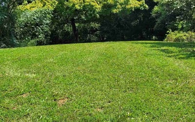 Photo of Lottie F.'s yard after getting lawn care in Knoxville, TN