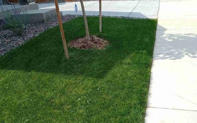 Photo of Rebecca E.'s yard after getting lawn care in Brighton, CO