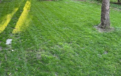 Photo of Bri G.'s yard after getting lawn care in East Lansing, MI
