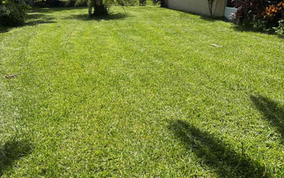 Photo of Kathy W.'s yard after getting lawn care in Port St. Lucie, FL